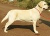 DogsIndia.com - Labrador Retriever - Deepak Suskar