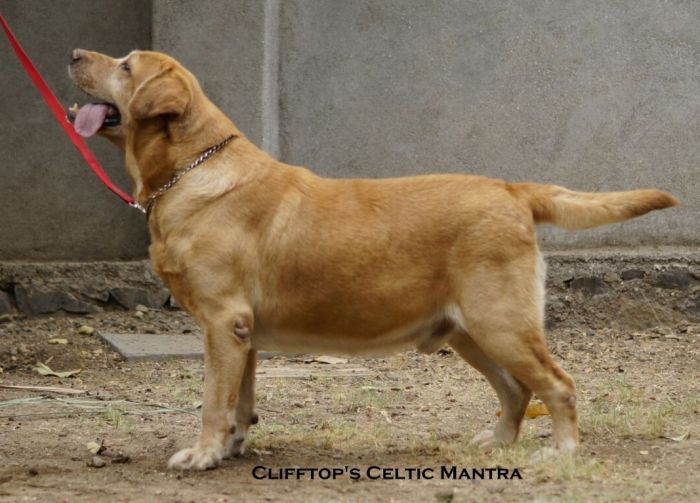 DogsIndia.com - Labrador Retriever - Deepak Suskar