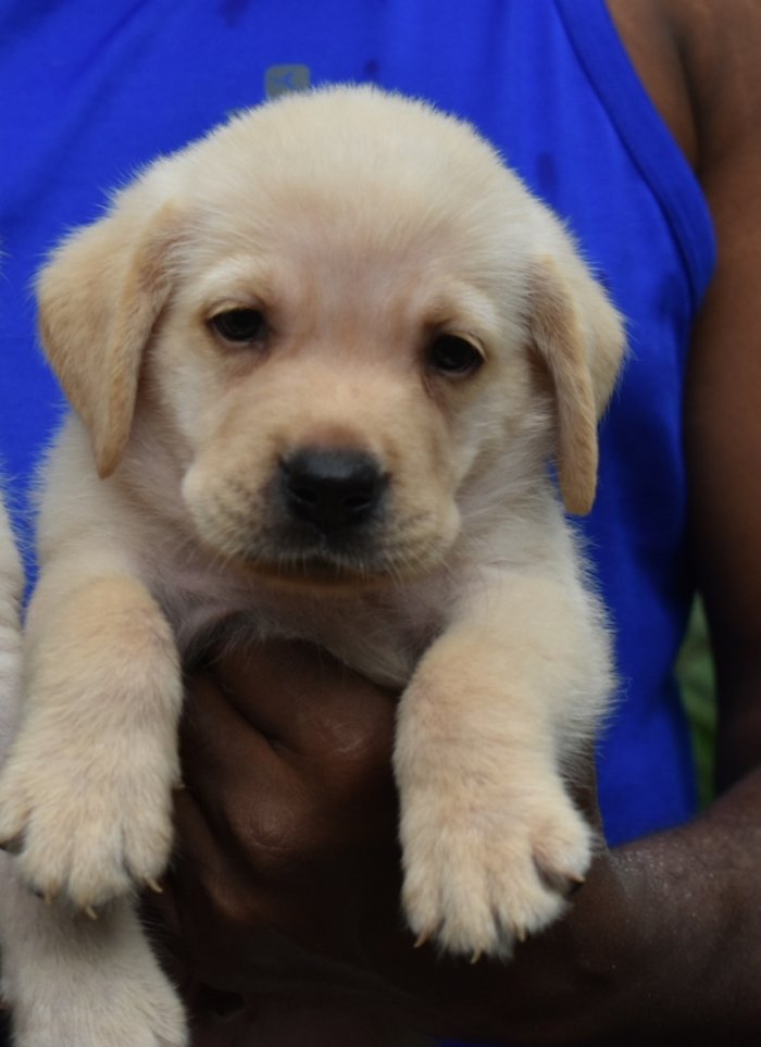 DogsIndia.com - Labrador Retriever - Derick