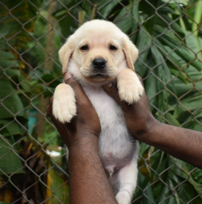 DogsIndia.com - Labrador Retriever - Derick