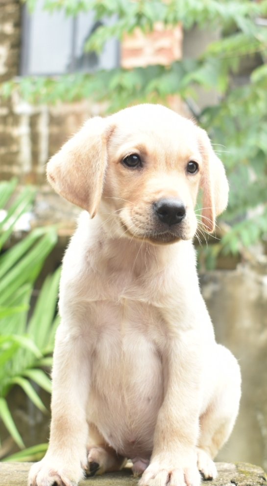 DogsIndia.com - Labrador Retriever - Derick