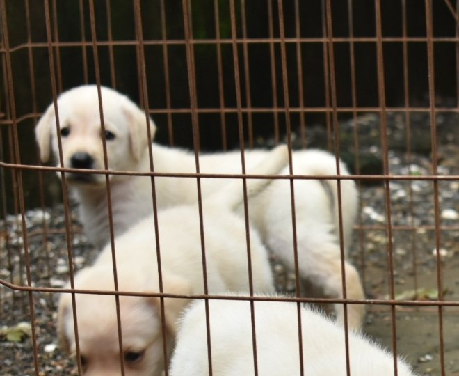 DogsIndia.com - Labrador Retriever - Derick