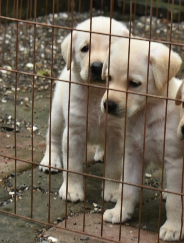 DogsIndia.com - Labrador Retriever - Derick