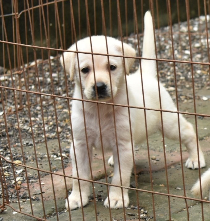 DogsIndia.com - Labrador Retriever - Derick