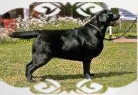 DogsIndia.com - Labrador Retriever - Kasmanda Kennel