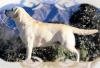 DogsIndia.com - Labrador Retriever - Kasmanda Kennel