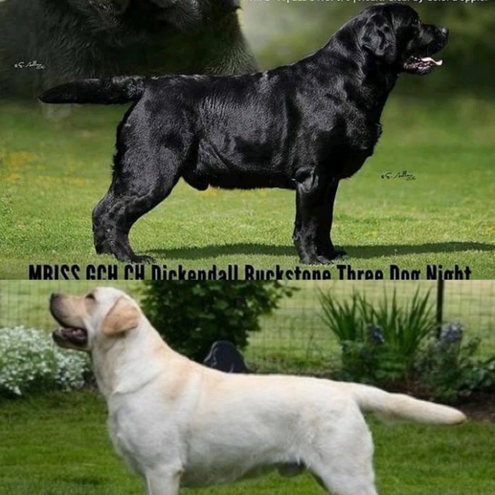 DogsIndia.com - Labrador Retriever - Kasmanda Kennel