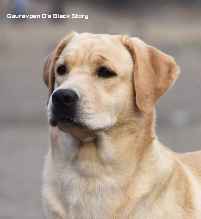 DogsIndia.com - Labrador Retriever - Gauravpan D Labradors