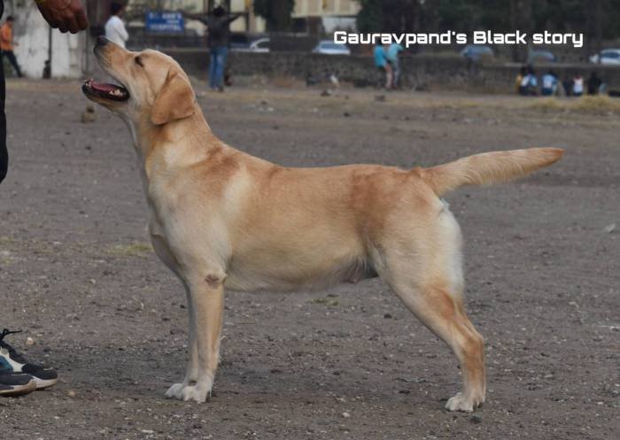 DogsIndia.com - Labrador Retriever - Gauravpan D Labradors