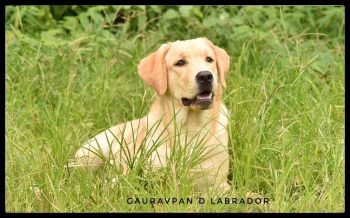 DogsIndia.com - Labrador Retriever - Gauravpan D Labradors