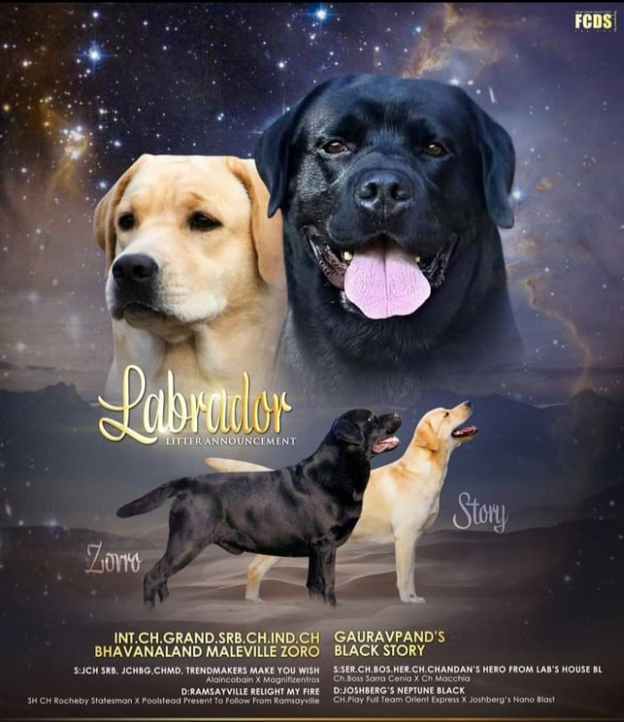 DogsIndia.com - Labrador Retriever - Gauravpan D Labradors