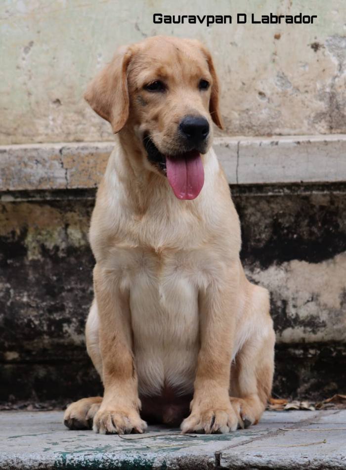 DogsIndia.com - Labrador Retriever - Gauravpan D Labradors