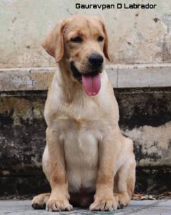 DogsIndia.com - Labrador Retriever - Gauravpan D Labradors