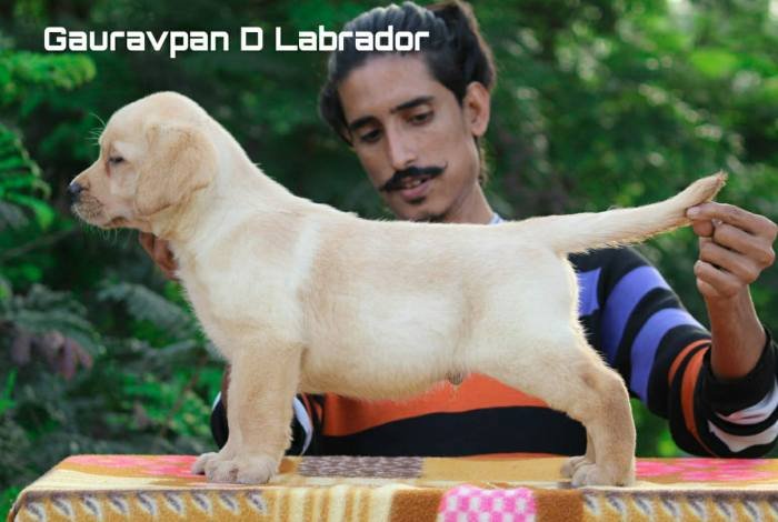 DogsIndia.com - Labrador Retriever - Gauravpan D Labradors