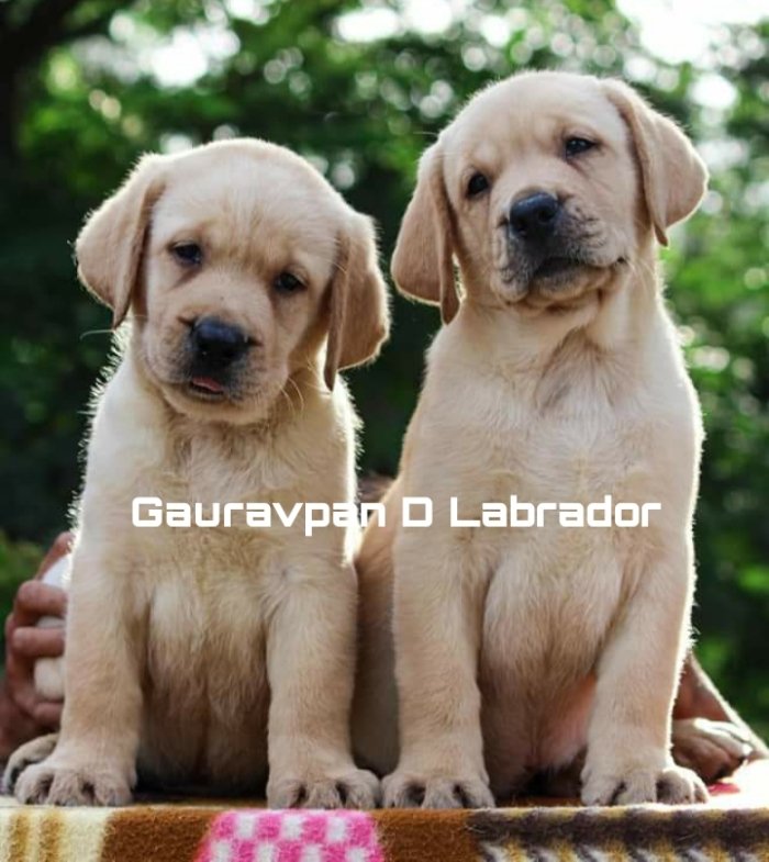 DogsIndia.com - Labrador Retriever - Gauravpan D Labradors