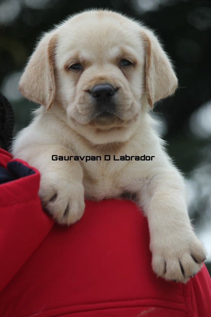 DogsIndia.com - Labrador Retriever - Gauravpan D Labradors