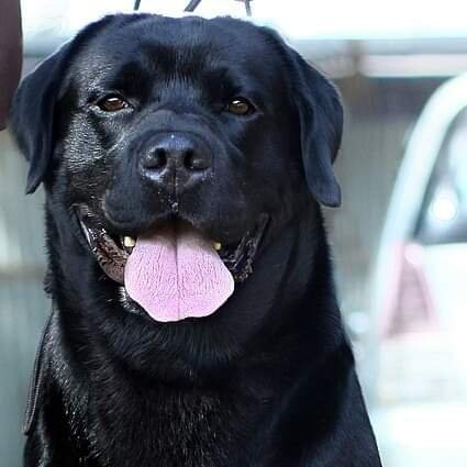 DogsIndia.com - Labrador Retriever - Gauravpan D Labradors