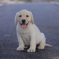DogsIndia.com - Labrador Retriever - Gopi Kannan - Wings of Desire
