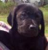 DogsIndia.com - Labrador Retriever - Hayesberg Kennels - Nihal