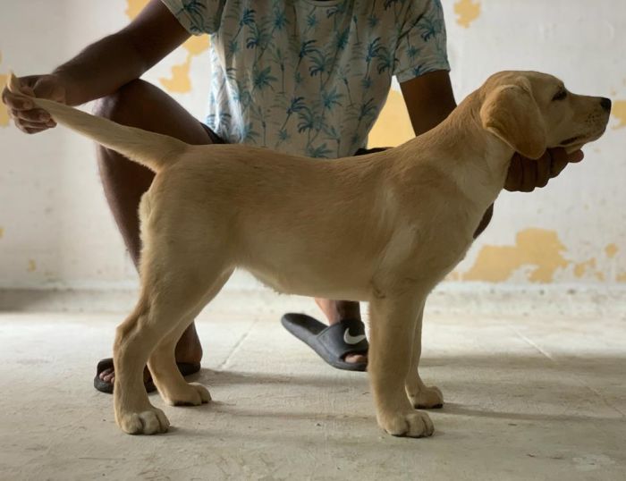 DogsIndia.com - Labrador Retriever - John