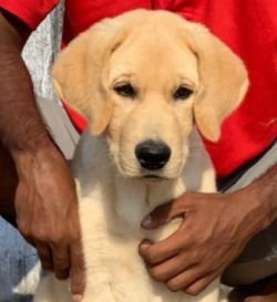 DogsIndia.com - Labrador Retriever - John