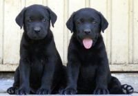 DogsIndia.com - Labrador Retriever - Joshberg Kennels, Joshi