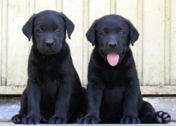 DogsIndia.com - Labrador Retriever - Joshberg Kennels, Joshi