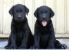 DogsIndia.com - Labrador Retriever - Joshberg Kennels, Joshi
