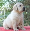 DogsIndia.com - Labrador Retriever - Joshberg Kennels, Joshi