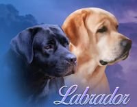 DogsIndia.com - Labrador Retriever - Karthik