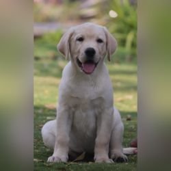 DogsIndia.com - Labrador Retriever - Karthik