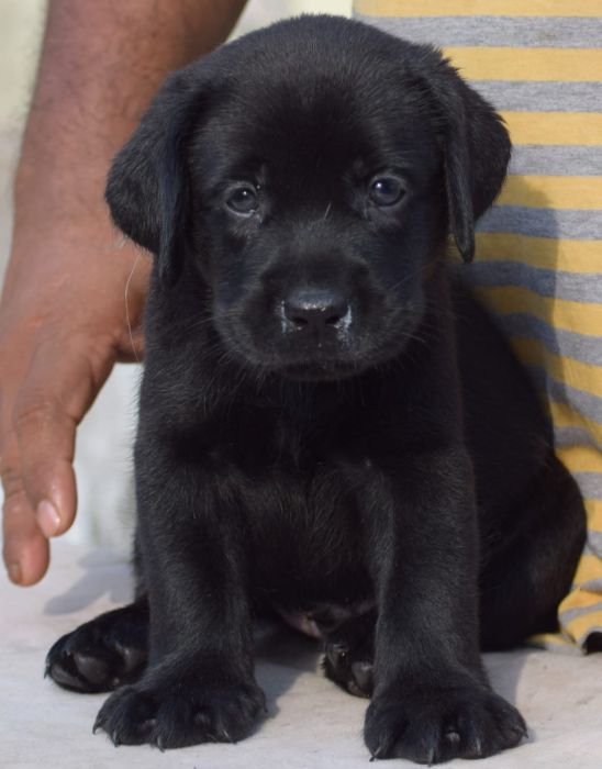 DogsIndia.com  Labrador Retriever  Karthik