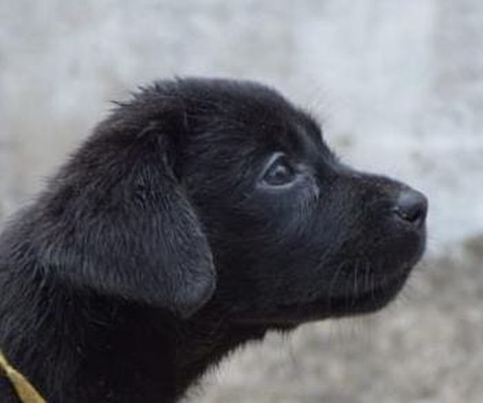 DogsIndia.com  Labrador Retriever  Karthik