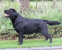 DogsIndia.com - Labrador Retriever - Karthik