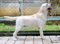 DogsIndia.com - Labrador Retriever - Little Musketeers - Kiran