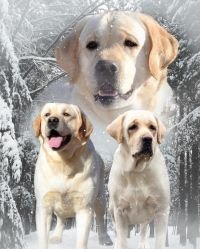 DogsIndia.com - Labrador Retriever - Krishna Raj