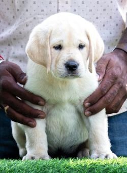 DogsIndia.com - Labrador Retriever - Krishna Raj