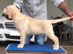 DogsIndia.com - Labrador Retriever - Krishna Raj