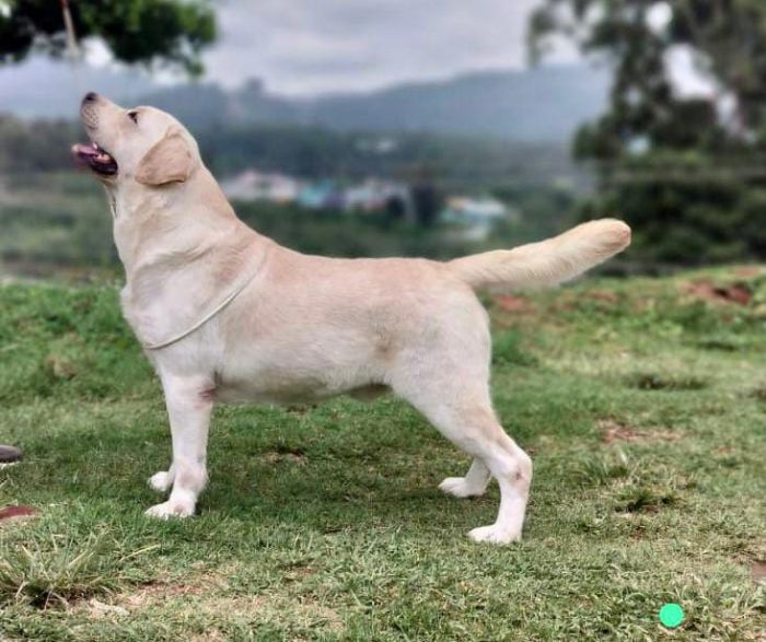 DogsIndia.com  Labrador Retriever  Krishna Raj