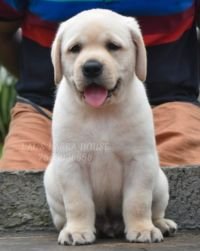 DogsIndia.com - Labrador Retriever - Ranjithlal - Lal's Labra House