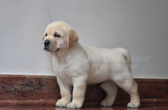 DogsIndia.com - Labrador Retriever - Ranjithlal - Lal's Labra House