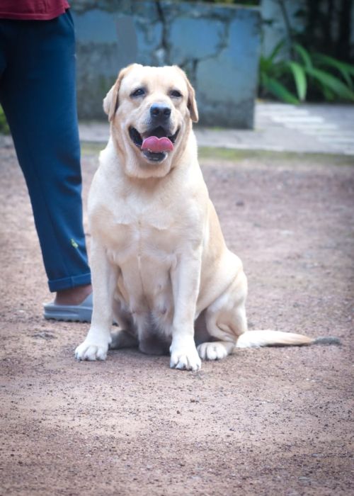 DogsIndia.com - Labrador Retriever - Ranjithlal - Lal's Labra House
