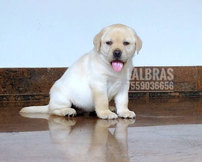DogsIndia.com - Labrador Retriever - Ranjithlal - Lal's Lalbra House