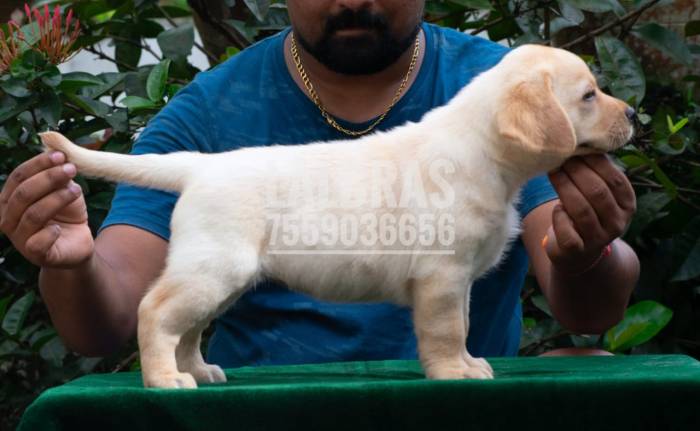 DogsIndia.com - Labrador Retriever - Ranjithlal - Lal's Lalbra House