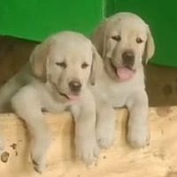 DogsIndia.com - Labrador Retriever - Lathika Kennels