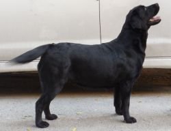 DogsIndia - Labrador - Maalba Kennels