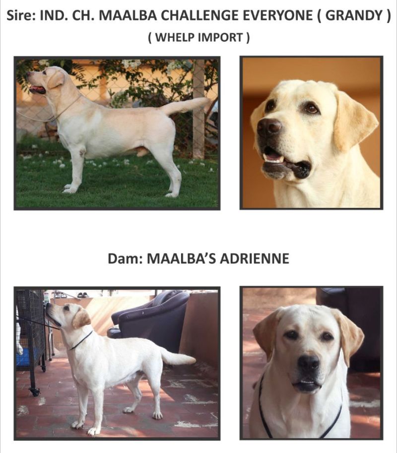 DogsIndia - Labrador - Maalba Kennels