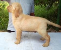 DogsIndia.com - Labrador Retriever - Mag Kennels