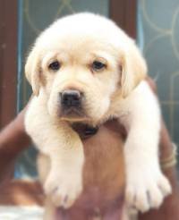 DogsIndia.com - Labrador Retriever - Manikandaprabhu