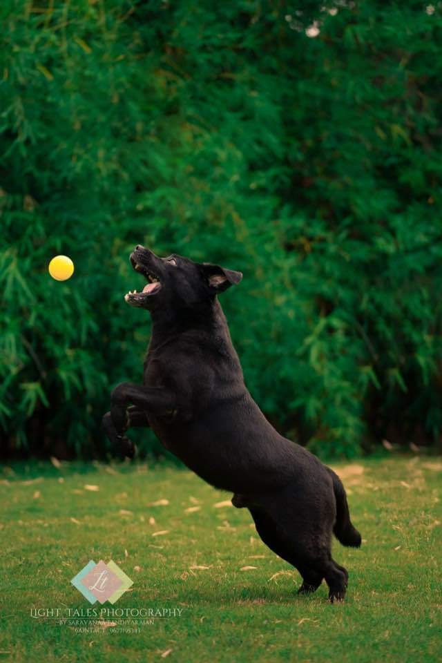 DogsIndia.com - Labrador Retriever - Manikandaprabhu